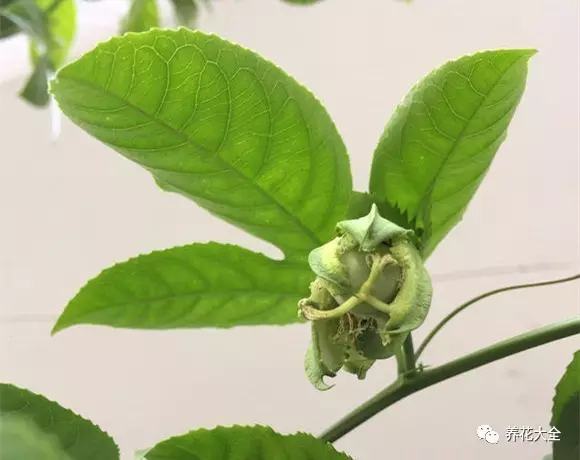 剩水果可以干啥