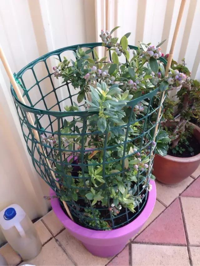 剩水果可以干啥