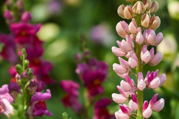 鲁冰花病害及防治方法(鲁冰花种长什么样)