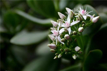 玉树的养殖方法和病虫害防治方法