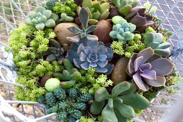 手把手教你做多肉鸟笼！(鸟笼多肉花盆的种法)