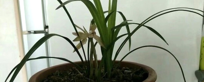 冬天暖气房如何养兰花(冬天暖气房养花要诀)