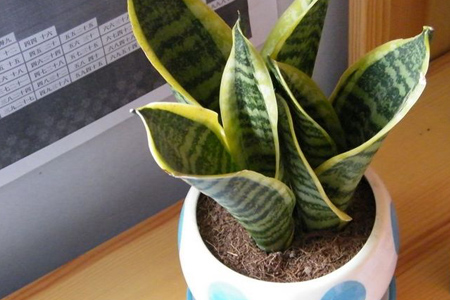 虎皮兰秋天怎么养殖