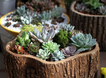 冬天栽种多肉容易成活吗