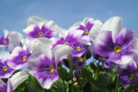 适合家里养的18种花的图片