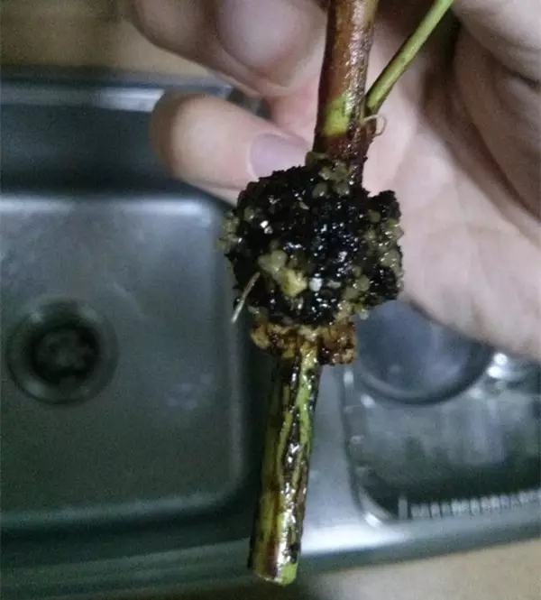 剩水果可以干啥