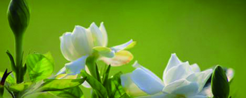 栀子花什么时候开怎么养才能开(栀子花什么时候开怎么养才能开花多)