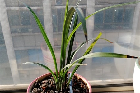 冬天暖气房养花要诀