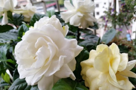 盆栽栀子花叶子枯萎怎么救活