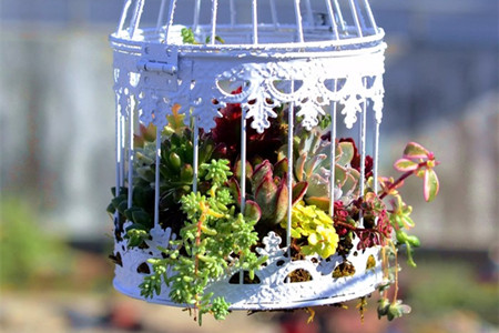 鸟笼多肉花盆的种法