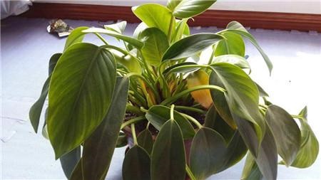 金钻冬天怎么养护和浇水