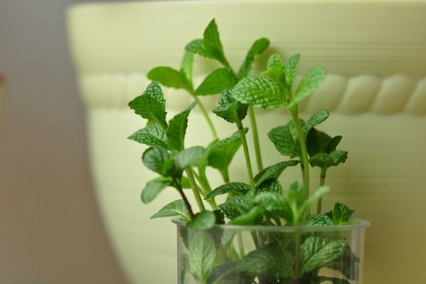 薄荷上盆的时候要选择深盆还是浅盆(薄荷上盆的时候要选择深盆还是浅盆呢)