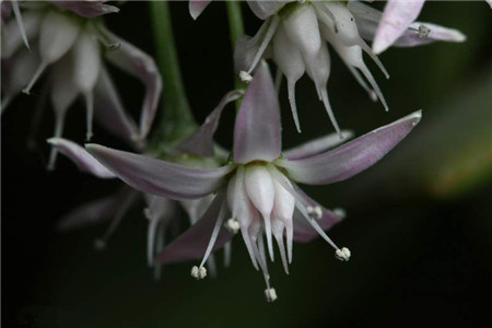 玉树的养殖方法和病虫害防治方法