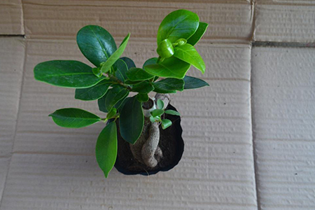 人参榕树怎么养殖方法和注意事项