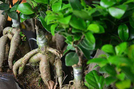 人参榕树怎么养殖方法和注意事项