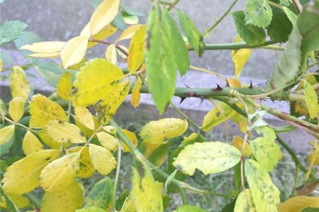 蔷薇叶子发黄怎么挽救