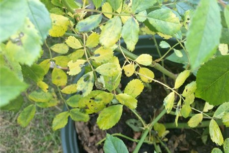 蔷薇叶子发黄怎么挽救