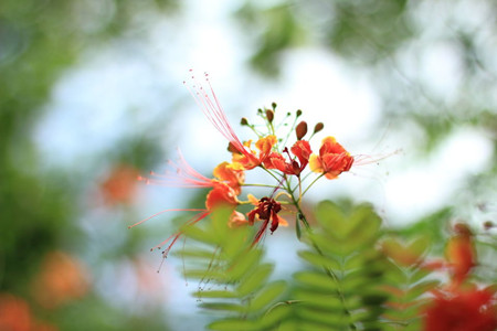 凤凰花的寓意和象征