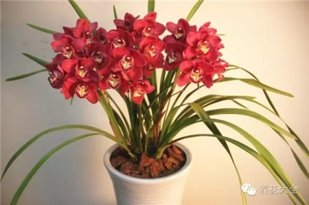 耐寒又不怕晒的植物