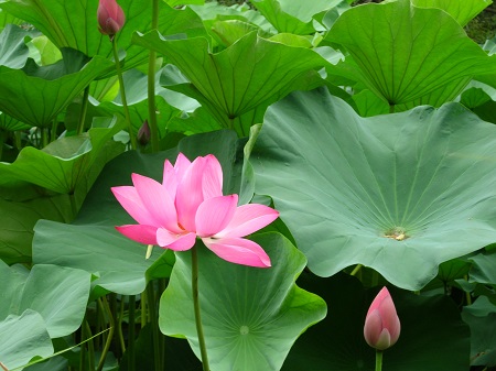 荷花开完之后是什么