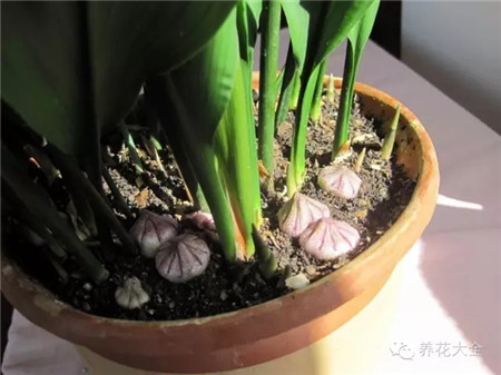 耐寒又不怕晒的植物