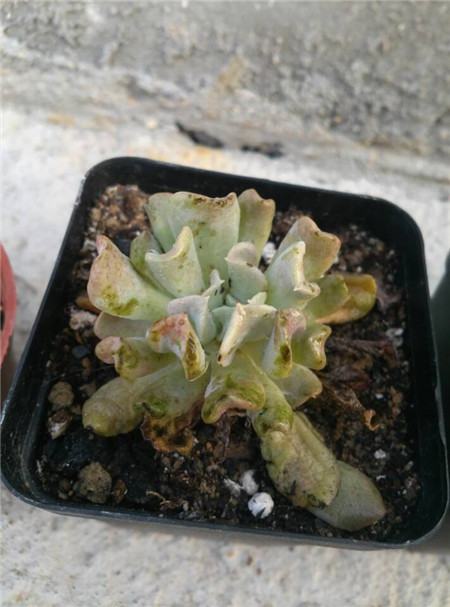 特玉莲长了很多侧芽要剪掉吗