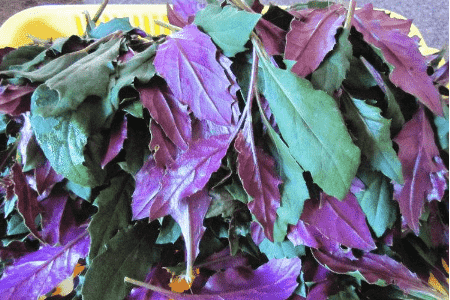 紫背菜有什么功效?