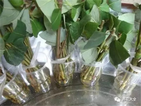 夏天扦插要套上塑料袋吗