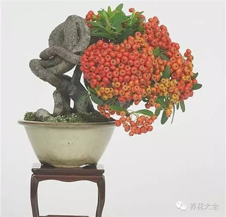 耐寒又不怕晒的植物