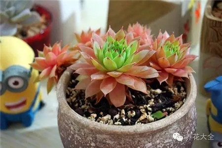 耐寒又不怕晒的植物