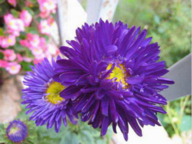 翠菊的栽培要点