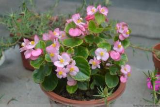 适合家里养的18种花的图片