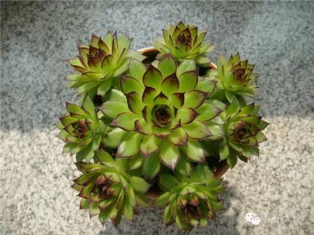 耐寒又不怕晒的植物