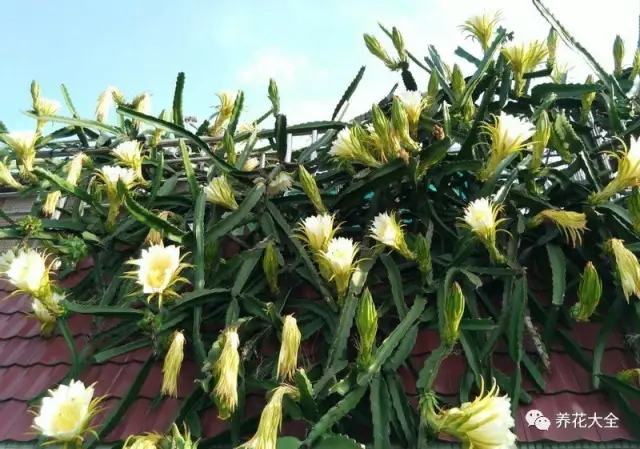 剩水果可以干啥