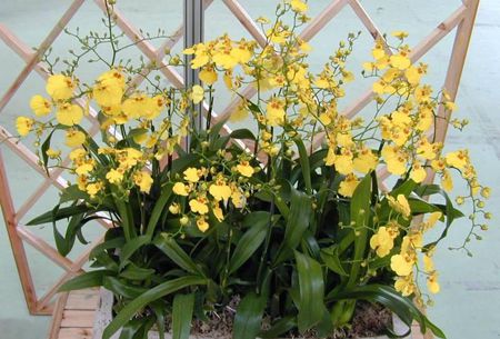 盆栽文心兰怎么浇水视频