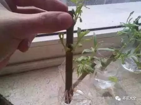 夏天扦插要套上塑料袋吗