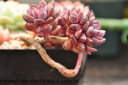 多肉植物如何养成老桩