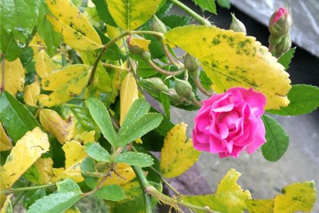 蔷薇叶子发黄怎么挽救