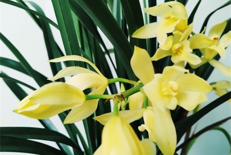 冬天暖气房养花要诀