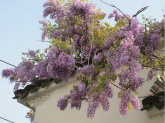 紫藤怎么施肥效果好