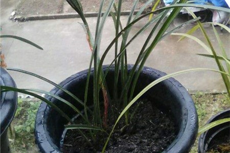 兰花多久浇一回水