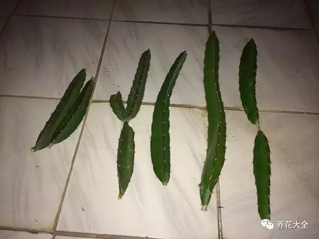 剩水果可以干啥