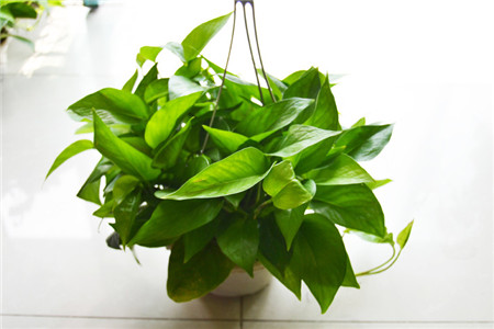 绿萝怎么养才能更旺盛几天浇一次水