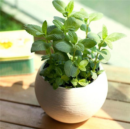 薄荷上盆的时候要选择深盆还是浅盆呢