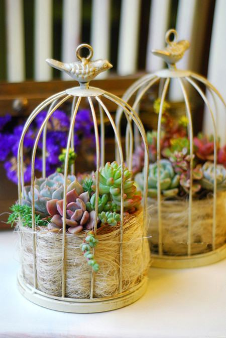 鸟笼多肉花盆的种法