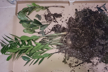 金钱树烂根怎么修剪