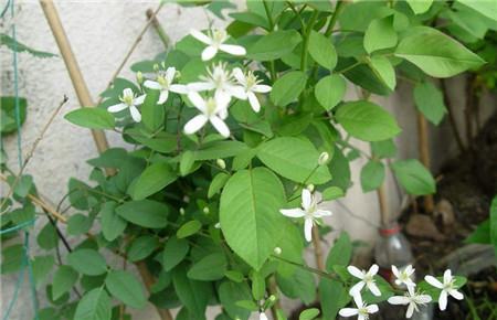 威灵仙的养殖方法和注意事项及禁忌