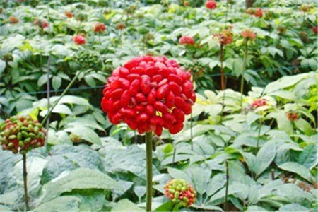 三七的功效与作用和主治与用量