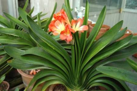 适合家里养的18种花的图片