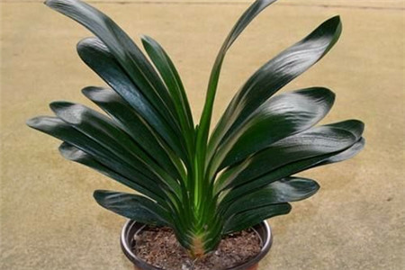 君子兰换盆时根太多了需要剪掉些吗